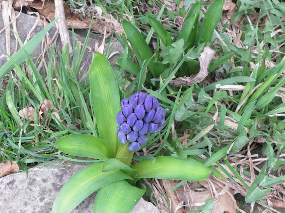 Spotting Image 1