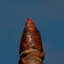 Horse-chestnut
