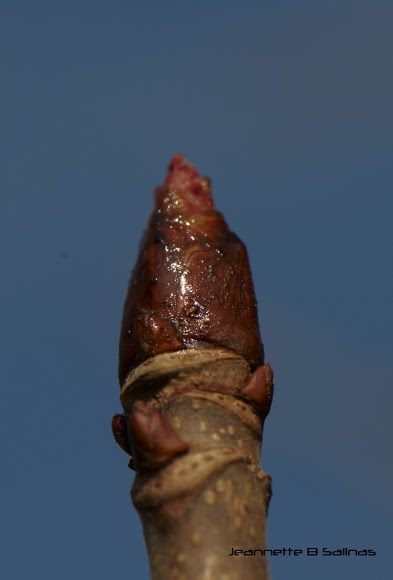 Spotting Image 1