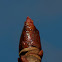 Horse-chestnut