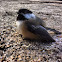 Chickadee
