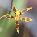 orchid