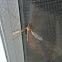 Crane Fly
