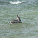 Brown Pelican