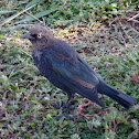 Brewer's Blackbird (subadult male)