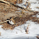 Harris's Sparrow