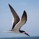 Black Skimmer