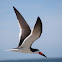 Black Skimmer