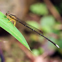 Yellow Featherlegs (黃狹扇蟌)