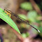 Yellow Featherlegs (黃狹扇蟌)