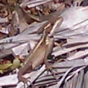 Brown Basilisk