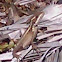 Brown Basilisk