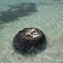 Palm snag with Coral skeletons