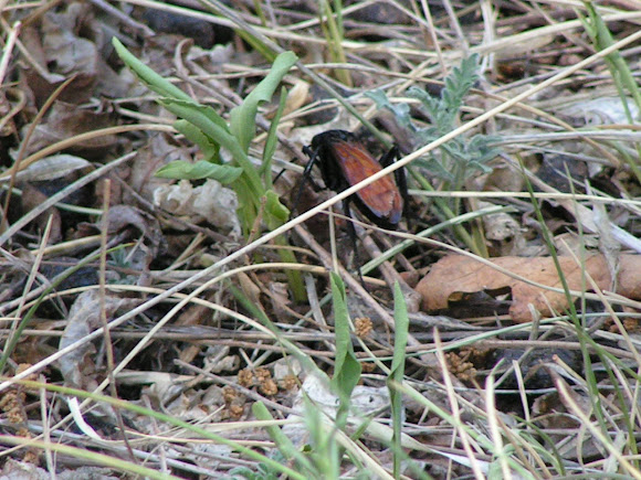 Spotting Image 1