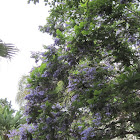 Blue Jacaranda