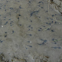 American Toad Tadpoles