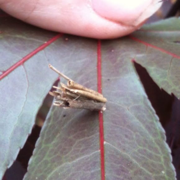 Spotting Image 1