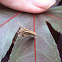 Bagworm
