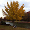 Maidenhair Tree