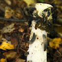 Common stinkhorn