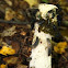 Common stinkhorn