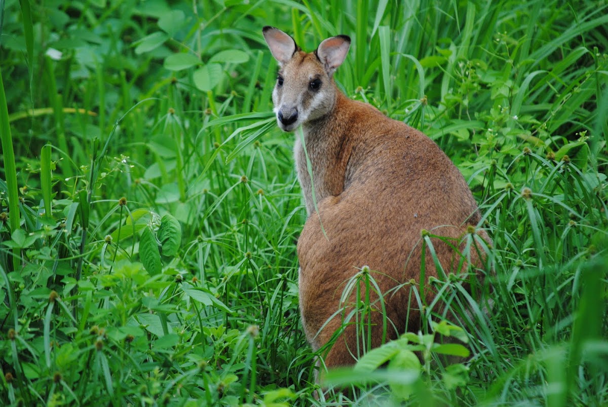 Agile Wallaby