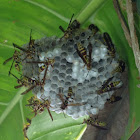 Paper Wasp