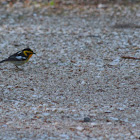 The Blackburnian Warbler