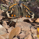 Common Buckeye Butterfly