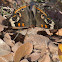 Common Buckeye Butterfly