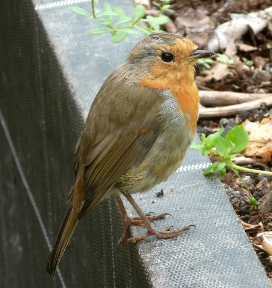 Spotting Image 1