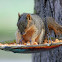 Eastern Fox Squirrel
