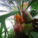 Staghorn