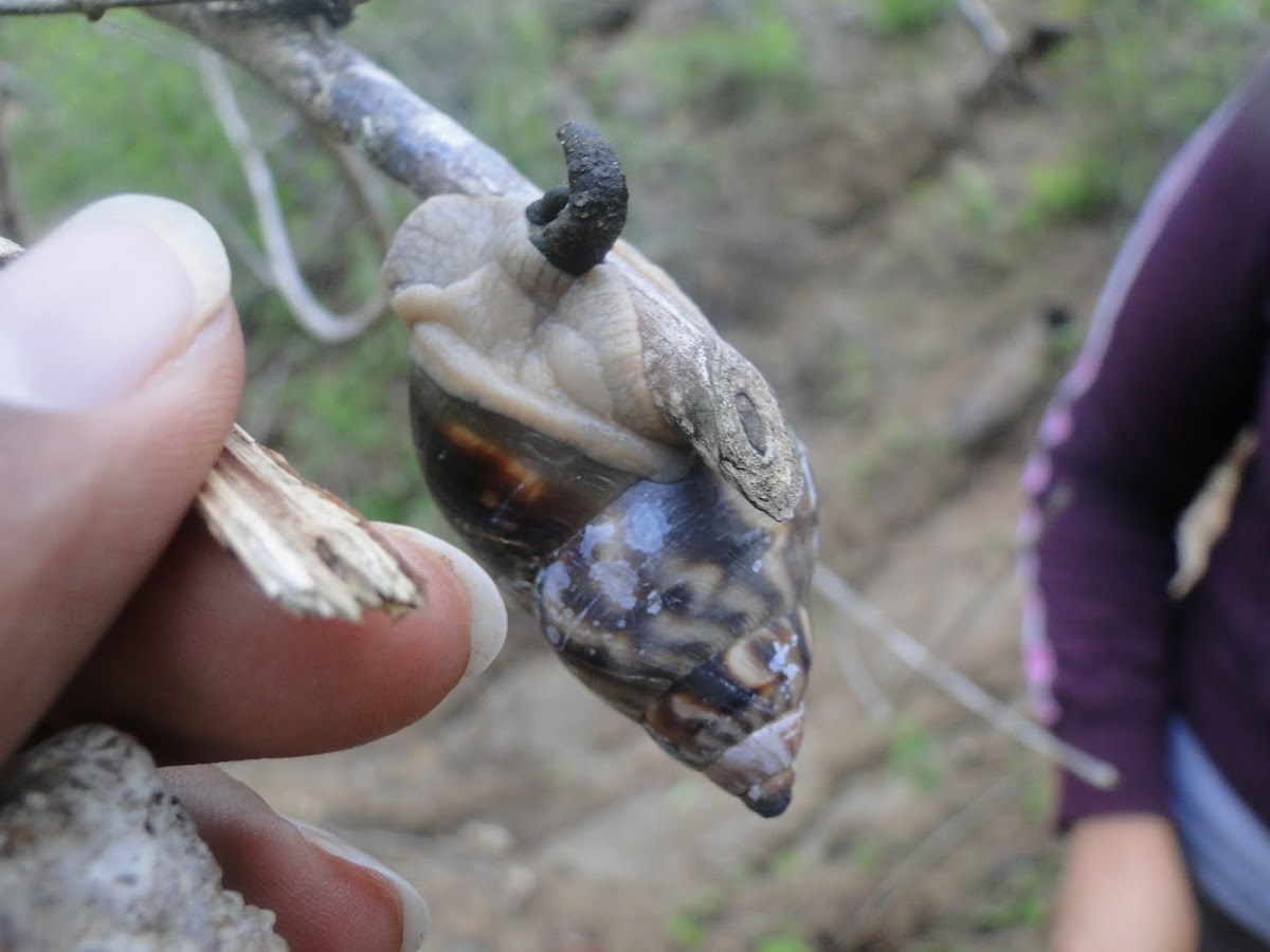 Caracol
