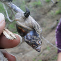 Caracol