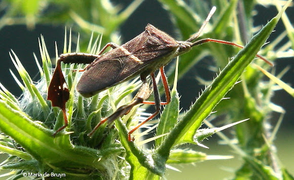 Spotting Image 1