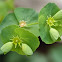 Euphorbia