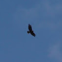 Buzzard