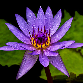 Fresh Bloom by Charliemagne Unggay - Nature Up Close Flowers ( lily, nature, close up, flower, natural background )