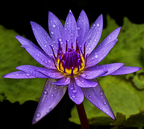Fresh Bloom by Charliemagne Unggay - Nature Up Close Flowers ( lily, nature, close up, flower, natural background )
