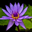 Fresh Bloom by Charliemagne Unggay - Nature Up Close Flowers ( lily, nature, close up, flower, natural background )