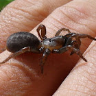 Mygalomorph Spider