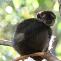 Rufous Brown Lemur