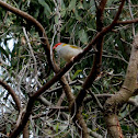 Red-browed Firetail Finch