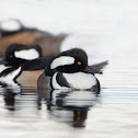 Hooded Merganser
