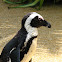 Jackass penguin