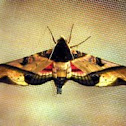 Hawk Moth