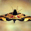 Hawk Moth