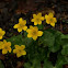 Marsh Marigold