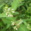 Indian hemp